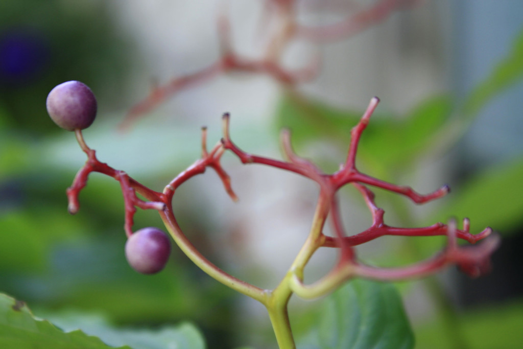 Alternate-Leaf-Dogwood-berry-11.jpg