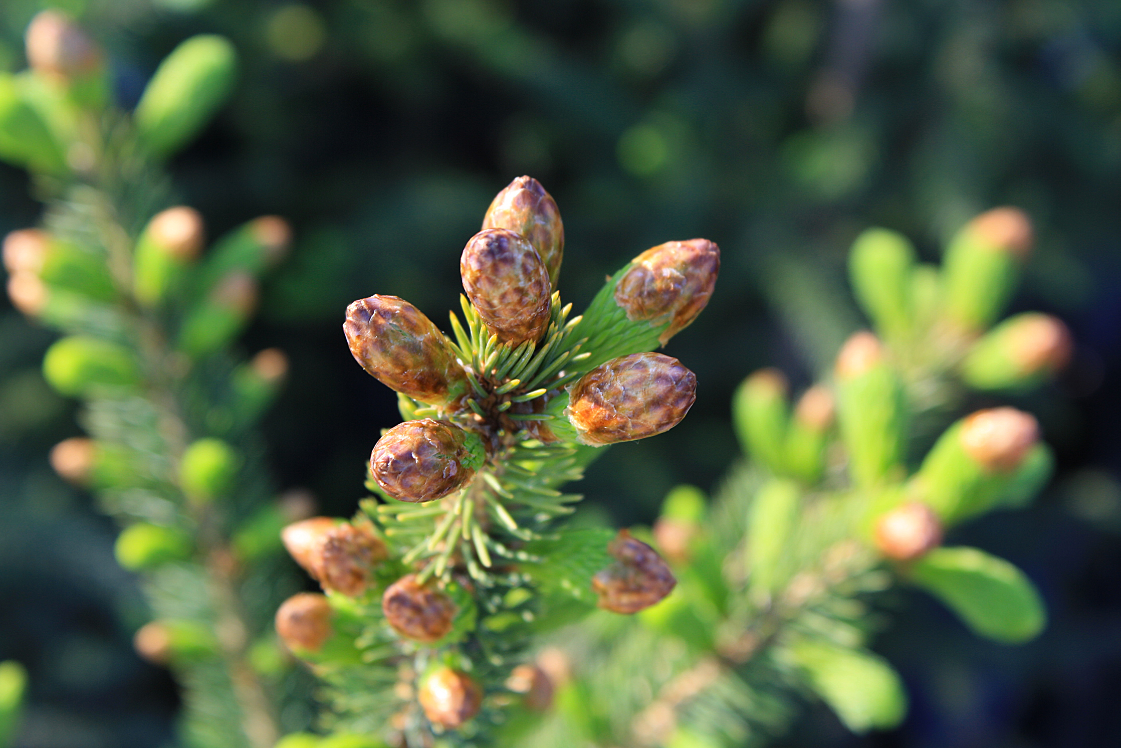 Plant Availability List Ontario Native Plant Nursery Container