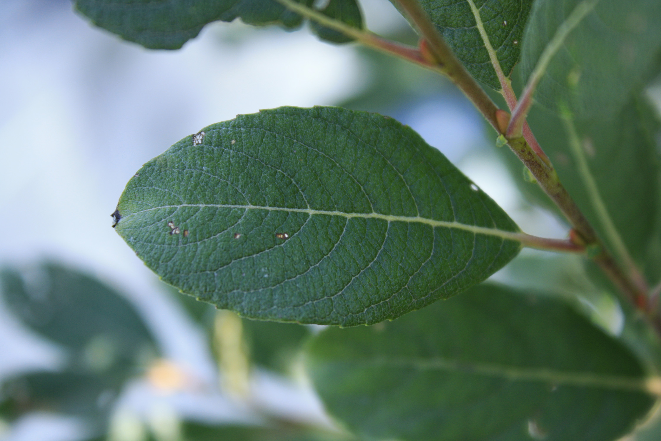 Bebb's Willow Ontario Native Plant Nursery Container Grown (705)4666290