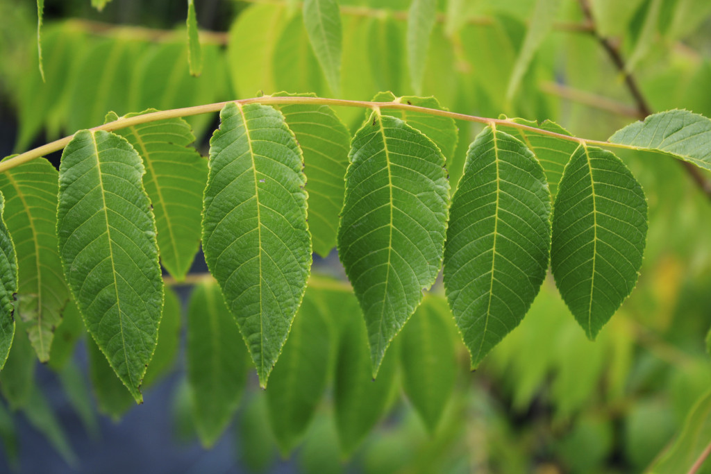 Black Walnut leaf 1 Ontario Native Plant Nursery Container Grown