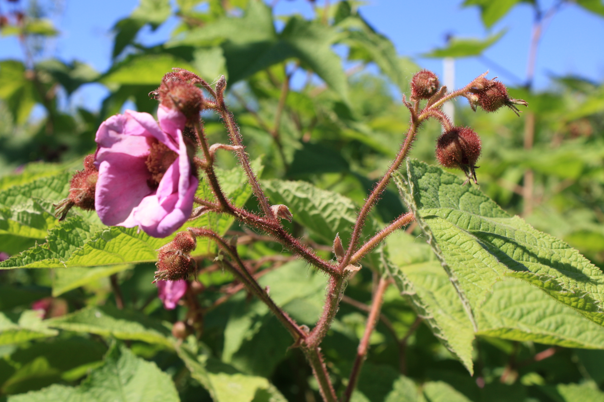 Flowering Raspberry Ontario Native Plant Nursery