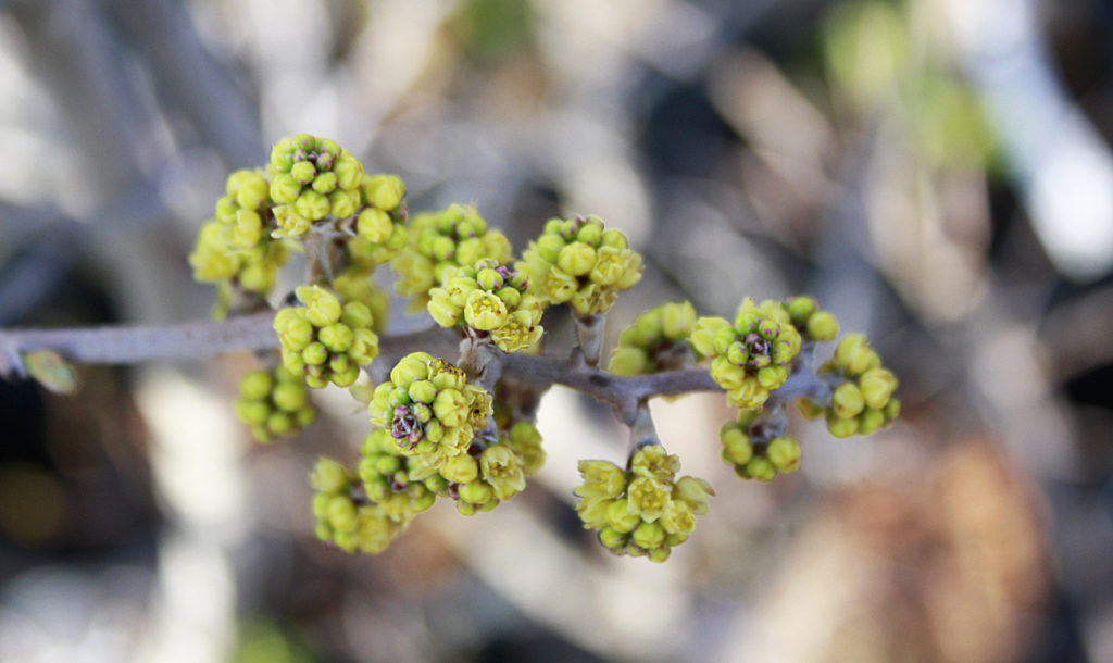 Fragrant Sumac Ontario Native Plant Nursery Container Grown (705