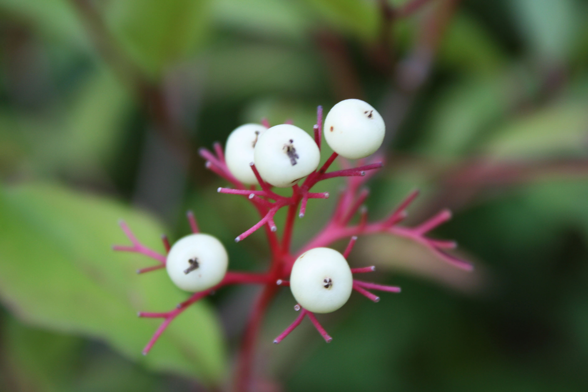Grey dogwood berry 3 Ontario Native Plant Nursery