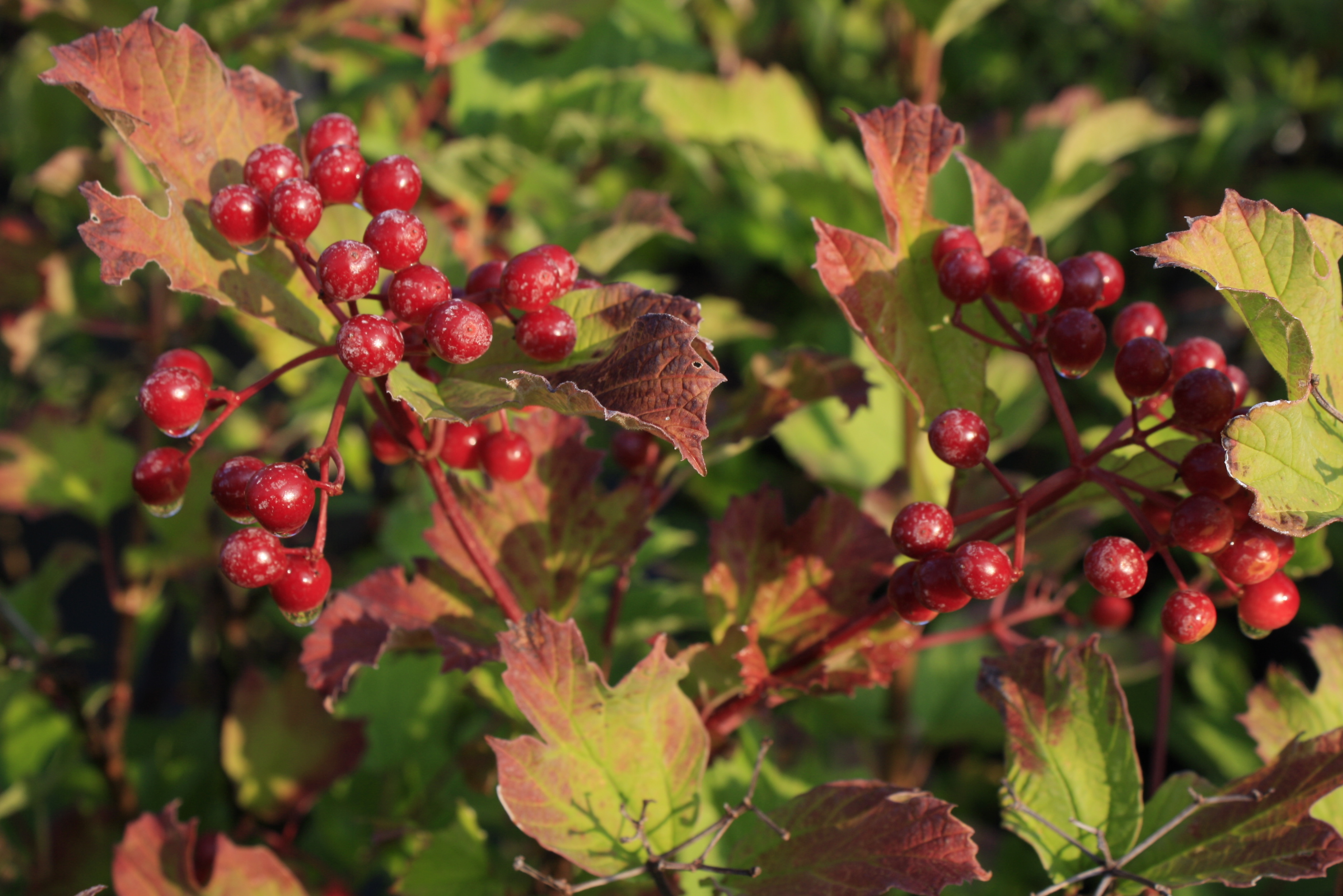 Highbush Cranberry leaf Ontario Native Plant Nursery