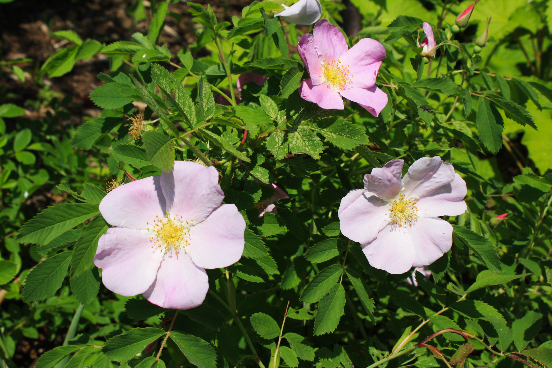 Pasture Rose Ontario Native Plant Nursery Container Grown (705