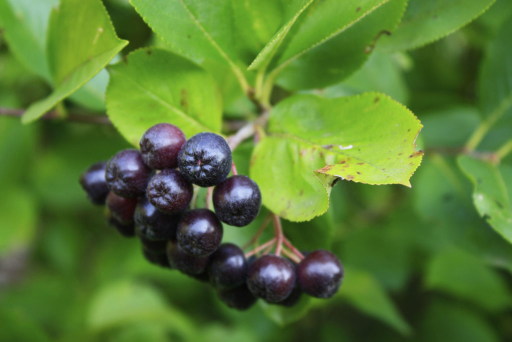 Chokeberry Ontario Native Plant Nursery Container Grown (705)4666290