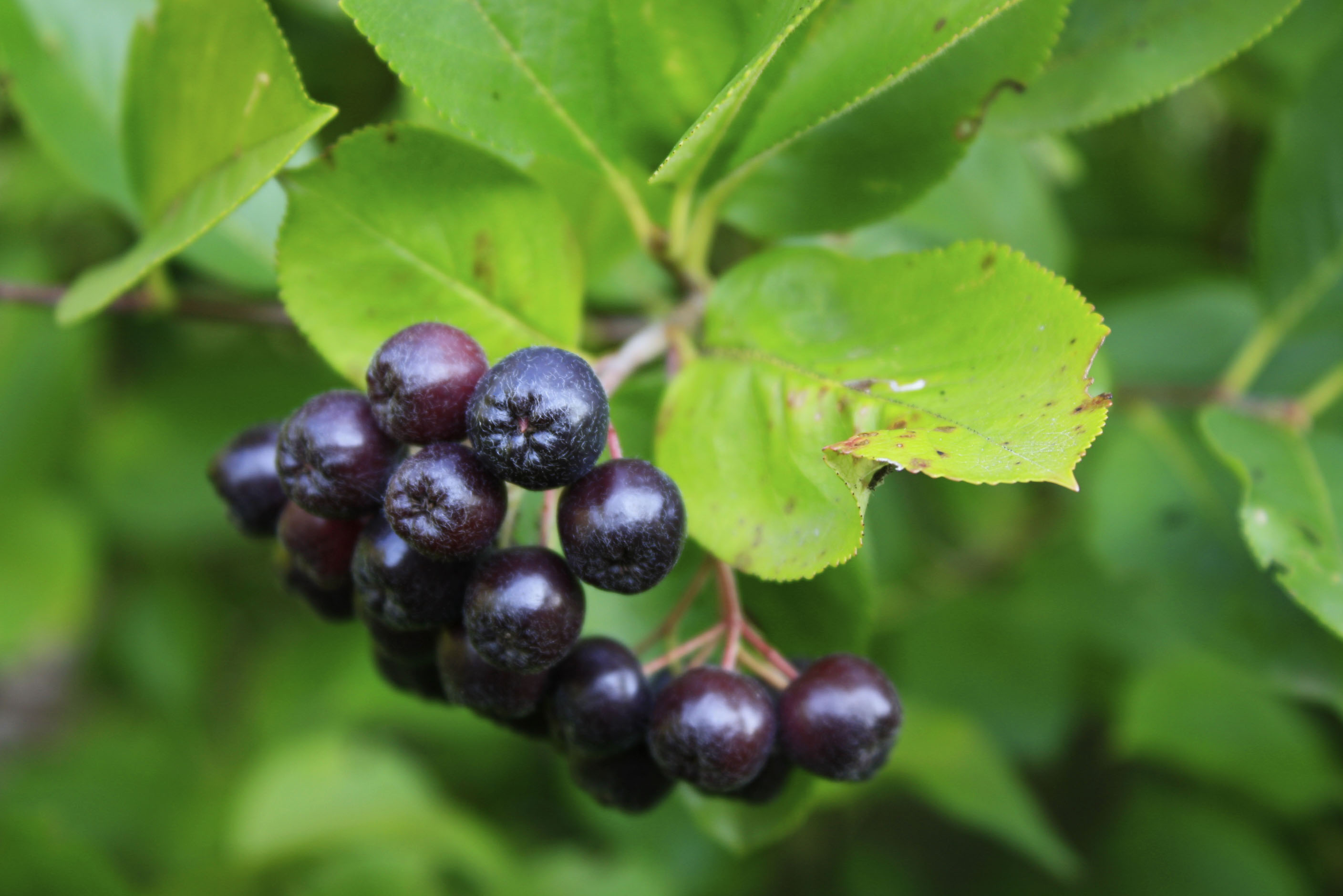 Chokeberry Ontario Native Plant Nursery Container
