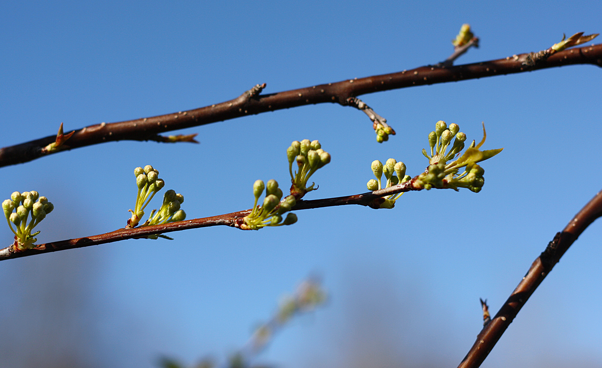 Pin cherry bud 1 Ontario Native Plant Nursery Container Grown