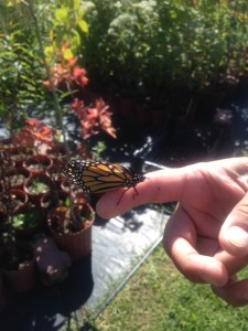 Monarch on my finger