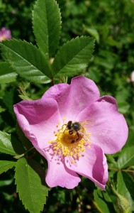 IMG_20160622_103514