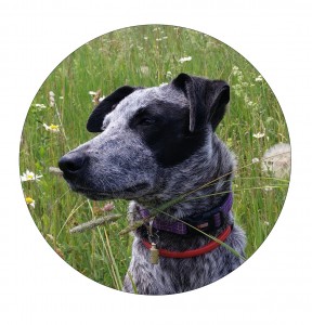 Lyla Blog