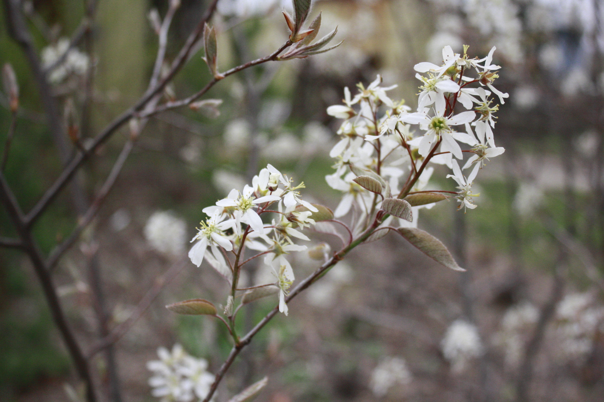 Picture 064 Ontario Native Plant Nursery Container Grown (705)466