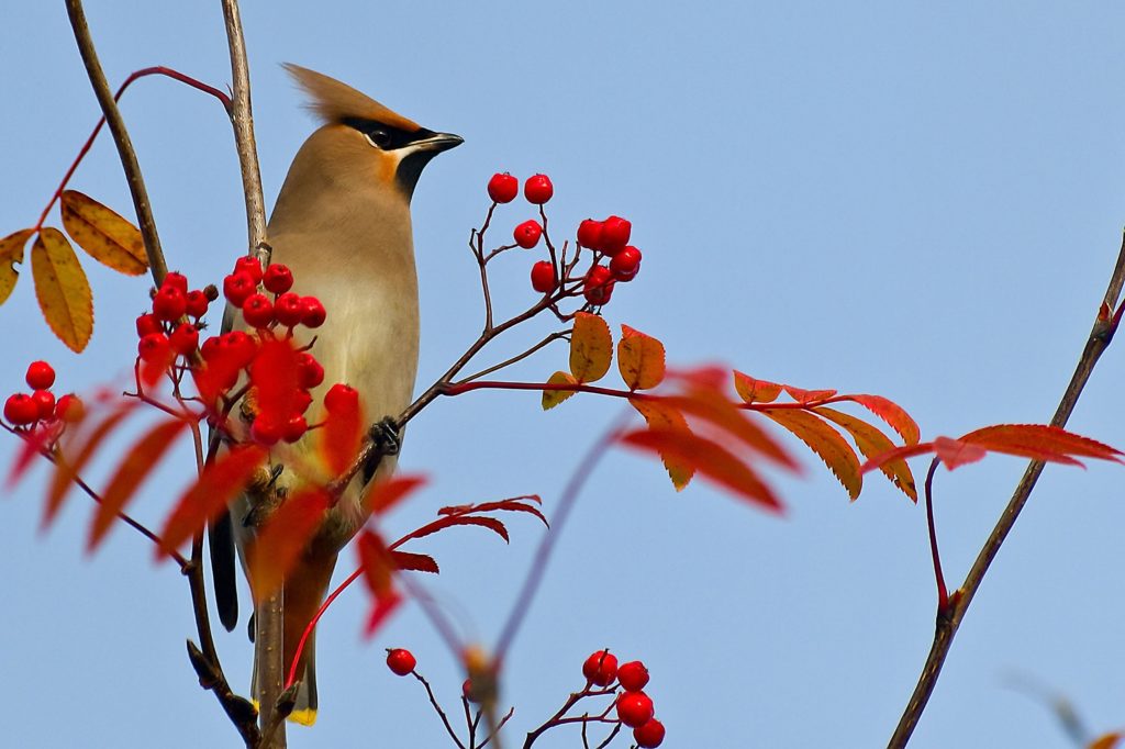 waxwing-1163294