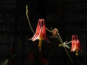 IMG_20160609_100622