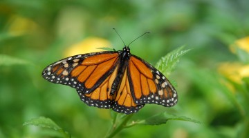 Monarchs Need Milkweed