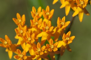 flower-1043105_1920
