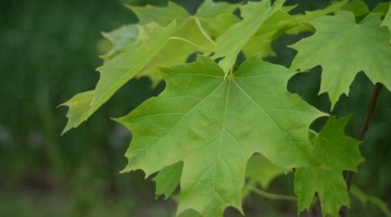 Let’s Celebrate Canada’s 150th Birthday!