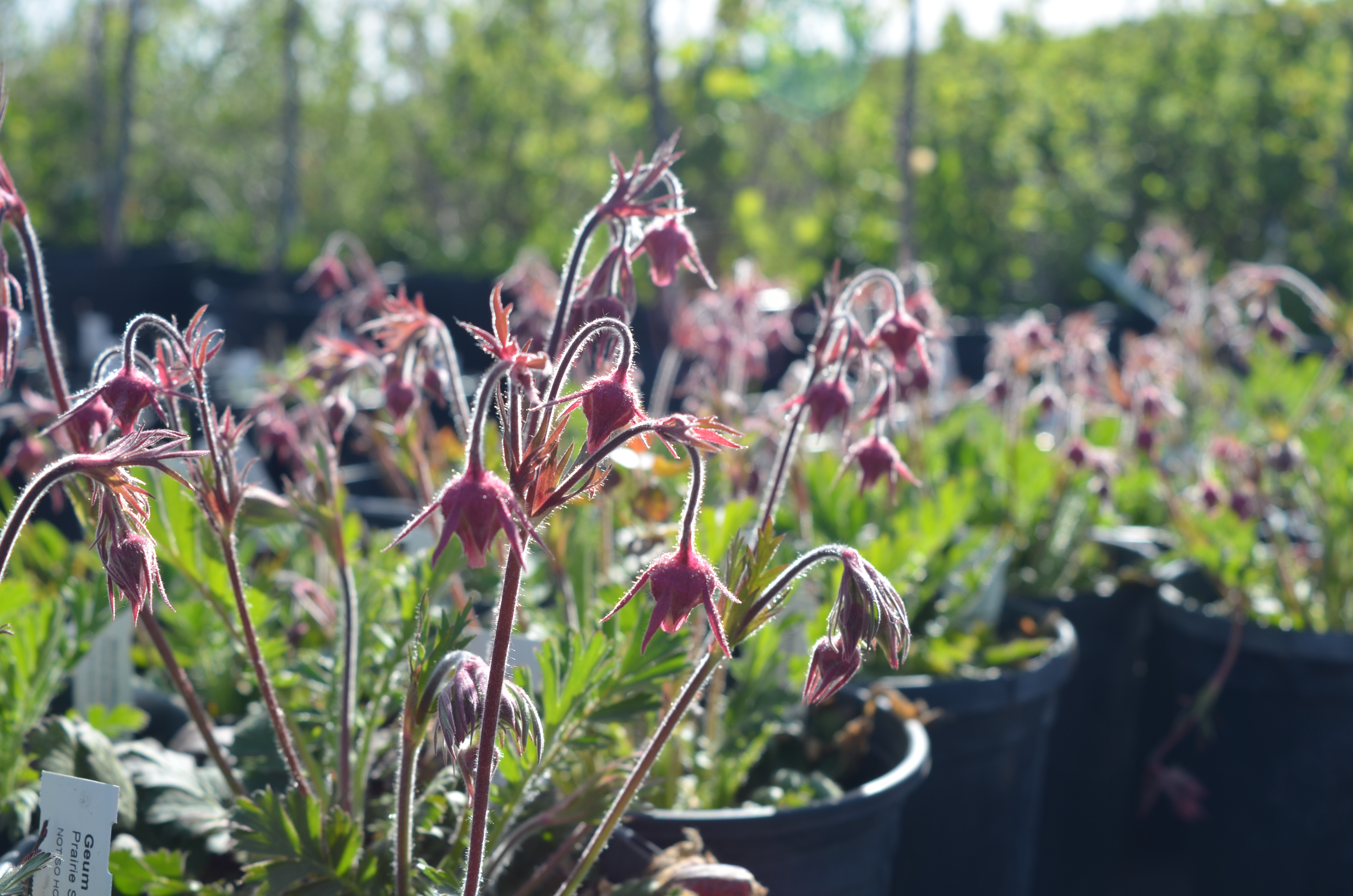 Prairie Smoke Ontario Native Plant Nursery Container Grown (705