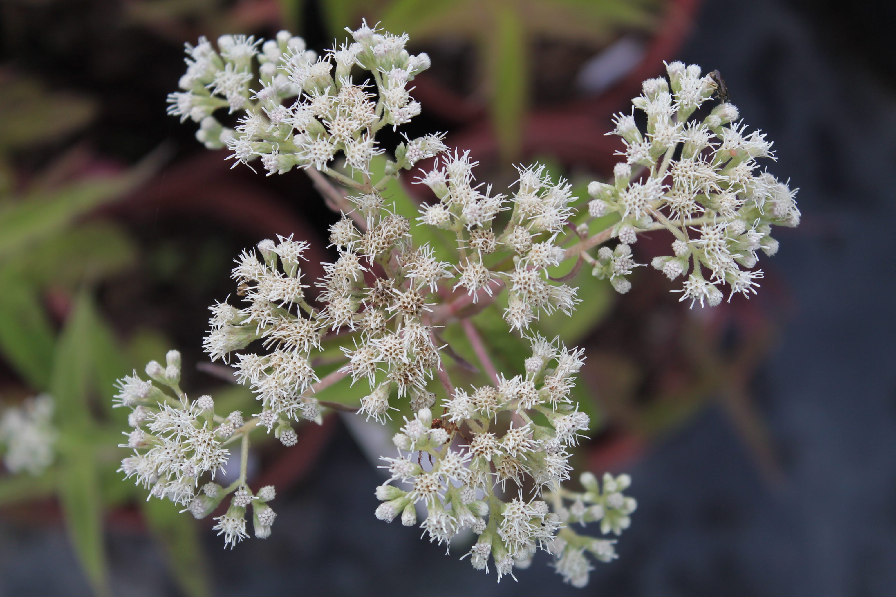 Common Boneset Ontario Native Plant Nursery Container