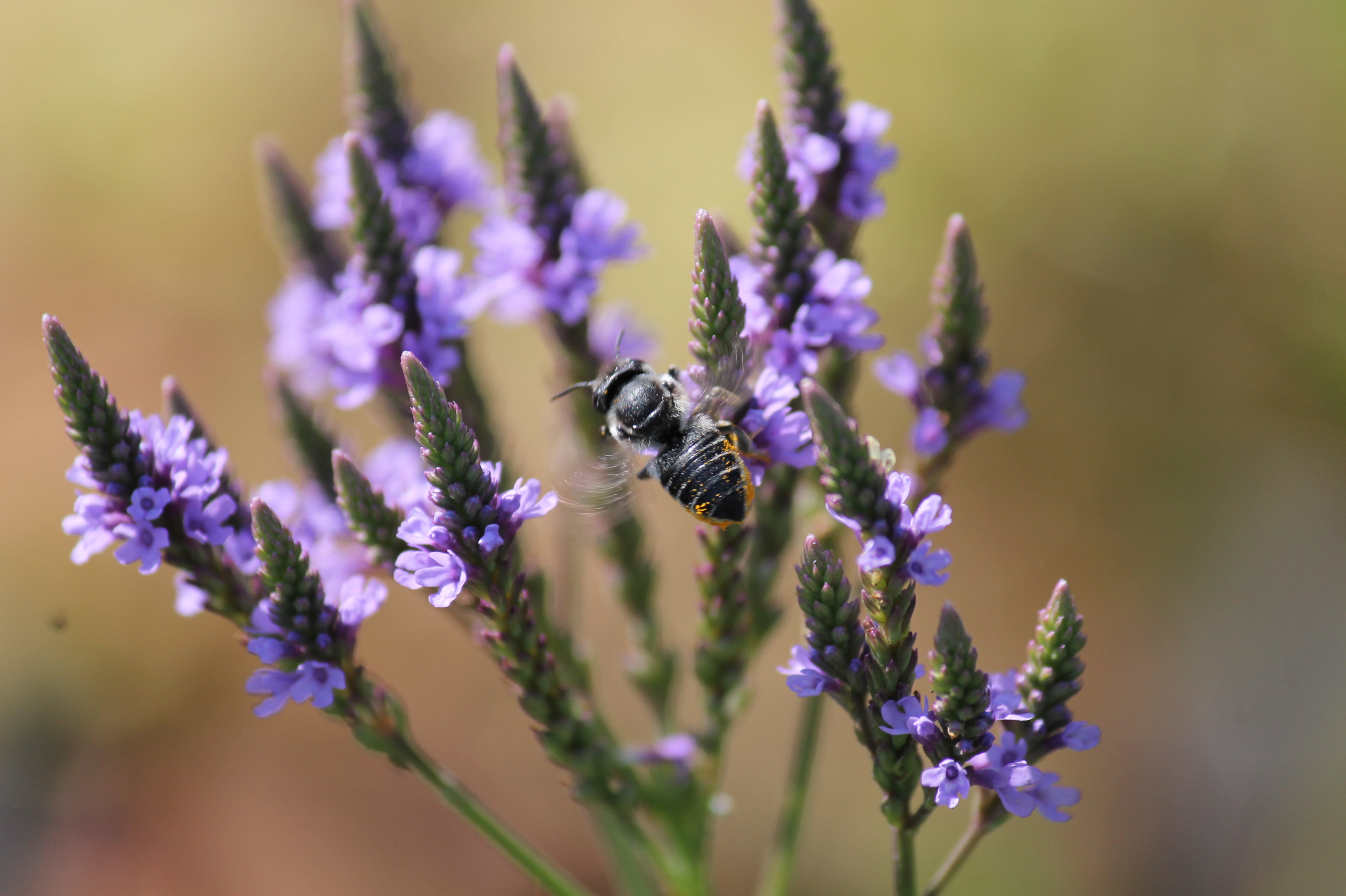 Blue Vervain Ontario Native Plant Nursery Container