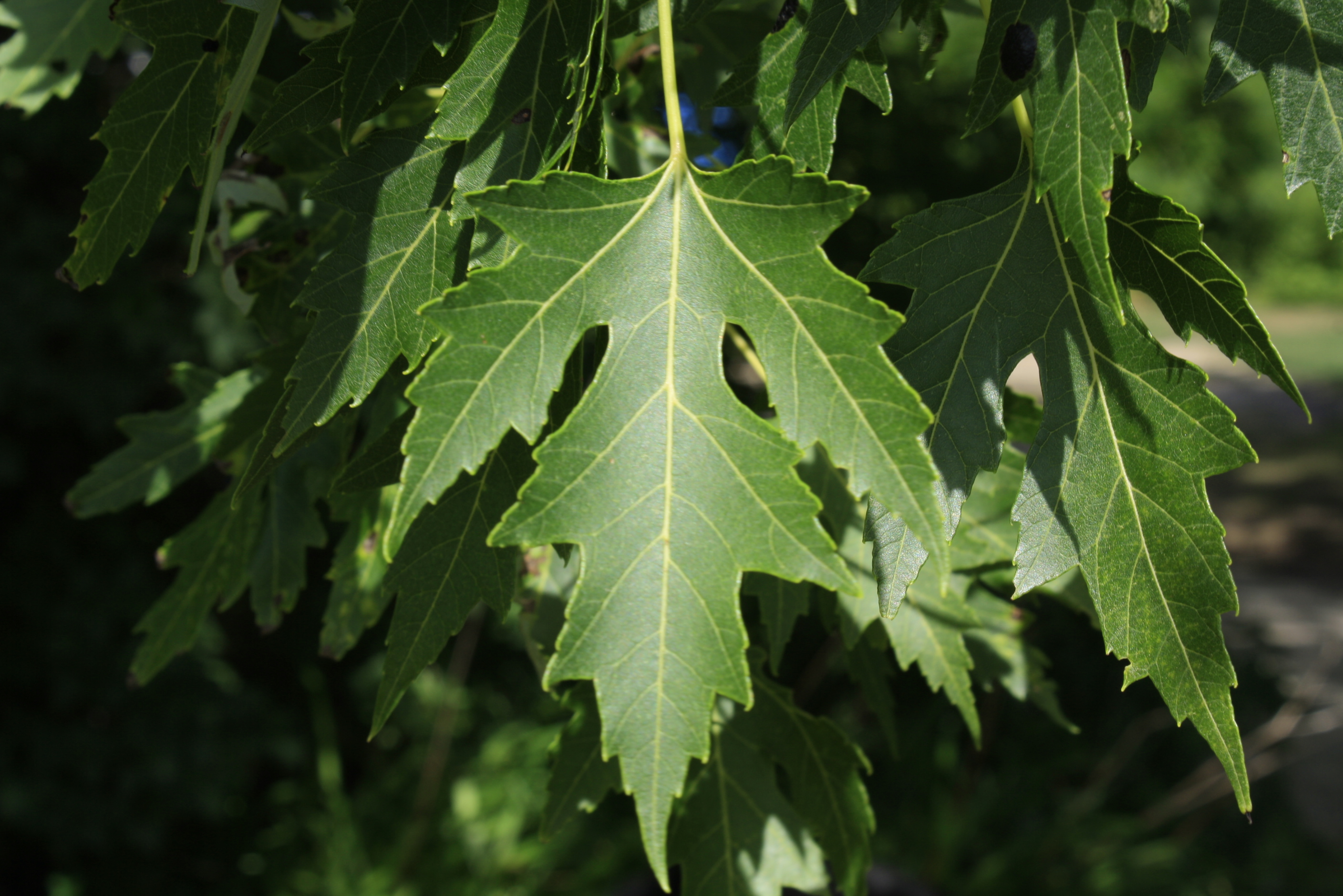 Silver Maple Ontario Native Plant Nursery Container Grown (705)4666290
