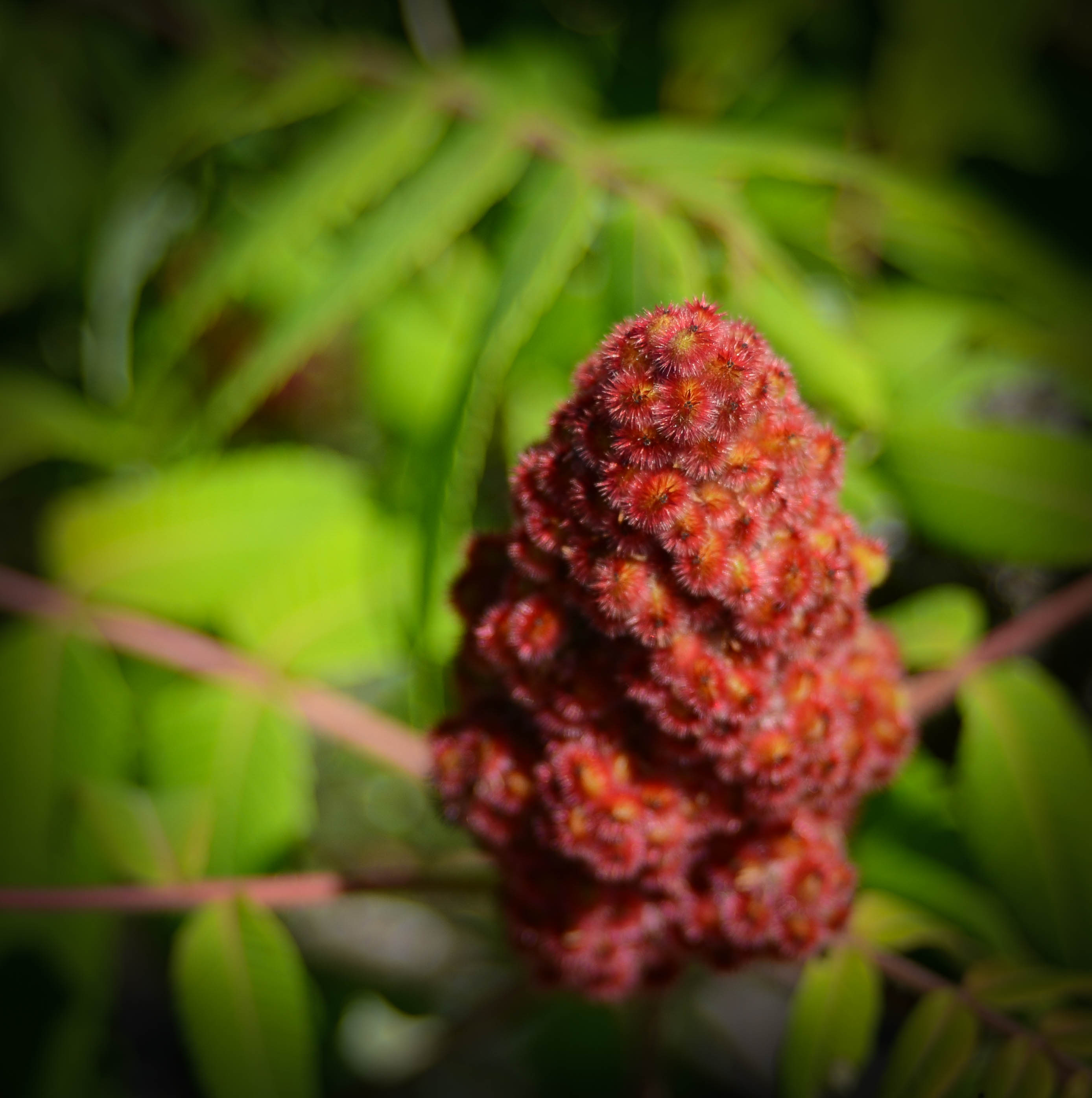 Staghorn Sumac Ontario Native Plant Nursery Container Grown (705