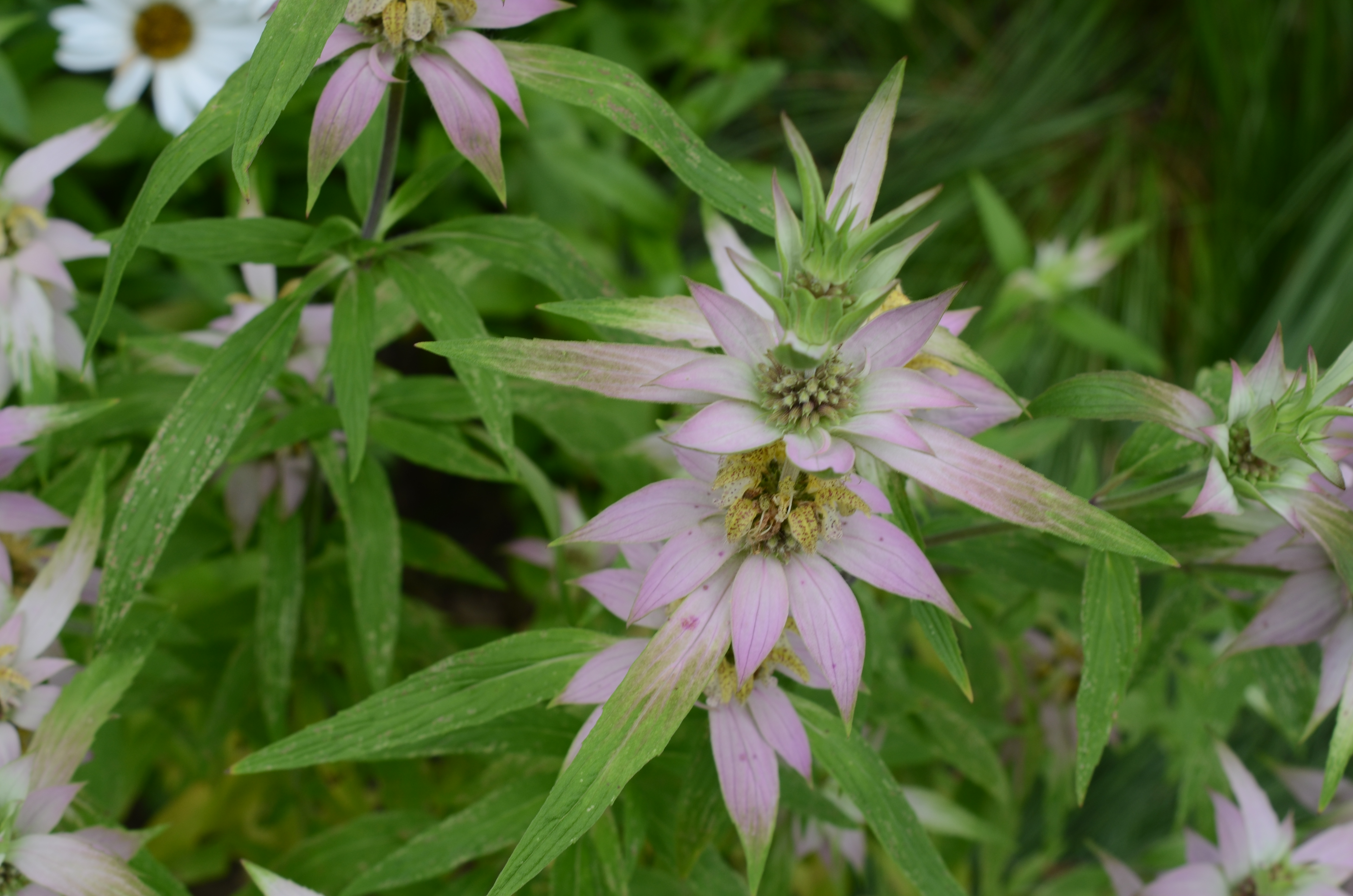 Dotted Mint Ontario Native Plant Nursery Container Grown (705)466